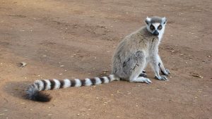 Lemur_catta_001