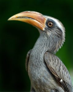 Malabar_grey_hornbill